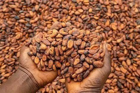 West African Cocoa Alliance Targets End to Raw Bean Exports