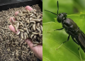 Nigeria’s $1.2 Billion Black Soldier Fly Industry Could Transform Livestock Feed