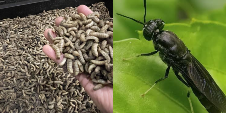 Nigeria’s $1.2 Billion Black Soldier Fly Industry Could Transform Livestock Feed
