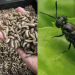 Nigeria’s $1.2 Billion Black Soldier Fly Industry Could Transform Livestock Feed