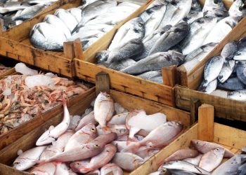 Fish: Nigeria’s Import Dependence and the Aquaculture Imperative