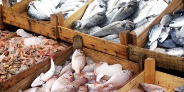 Fish: Nigeria’s Import Dependence and the Aquaculture Imperative