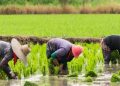 Nigeria’s Rice Self-Sufficiency Drive Stalls as Production Falls Short of Demand