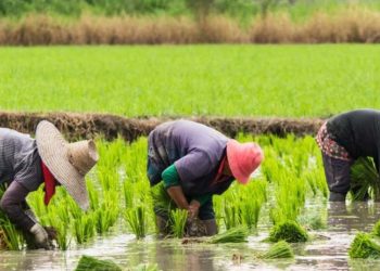 Nigeria’s Rice Self-Sufficiency Drive Stalls as Production Falls Short of Demand