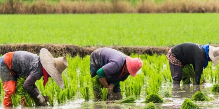 Nigeria’s Rice Self-Sufficiency Drive Stalls as Production Falls Short of Demand