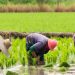 Nigeria’s Rice Self-Sufficiency Drive Stalls as Production Falls Short of Demand