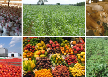 Nigeria’s Agricultural Trade Surplus Masks Weak Export Performance