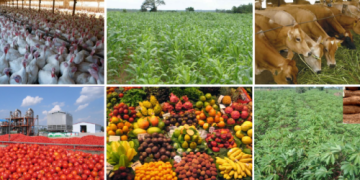 Nigeria’s Agricultural Trade Surplus Masks Weak Export Performance