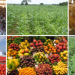 Nigeria’s Agricultural Trade Surplus Masks Weak Export Performance