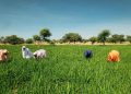 Northern Insecurity Is Becoming a National Food-Price Problem