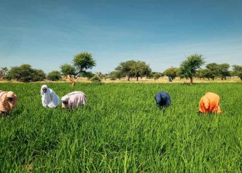 Northern Insecurity Is Becoming a National Food-Price Problem