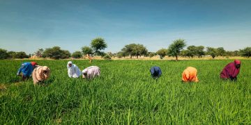 Northern Insecurity Is Becoming a National Food-Price Problem