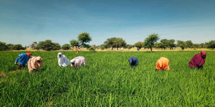 Northern Insecurity Is Becoming a National Food-Price Problem