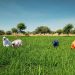 Northern Insecurity Is Becoming a National Food-Price Problem