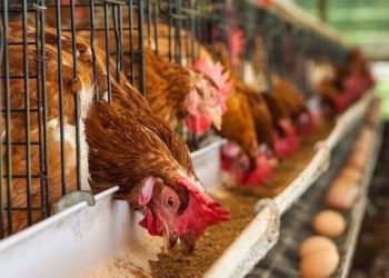 Inside Nigeria’s Massive Poultry Market