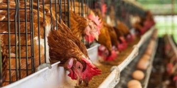 Inside Nigeria’s Massive Poultry Market