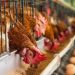 Inside Nigeria’s Massive Poultry Market