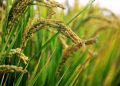 Nigeria’s Rice Still Faces a Big Import Problem