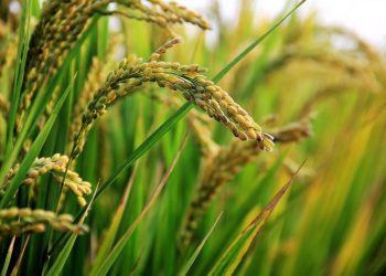 Nigeria’s Rice Still Faces a Big Import Problem