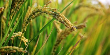 Nigeria’s Rice Still Faces a Big Import Problem