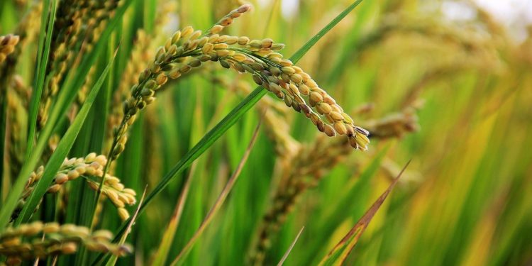 Nigeria’s Rice Still Faces a Big Import Problem