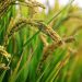 Nigeria’s Rice Still Faces a Big Import Problem