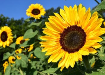 Nigeria’s Cut-Flower Exports Jump 157% in Q2
