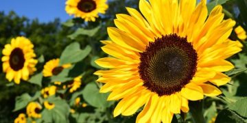 Nigeria’s Cut-Flower Exports Jump 157% in Q2