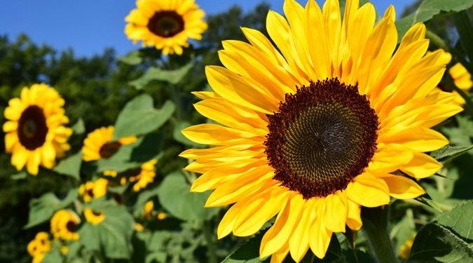 Nigeria’s Cut-Flower Exports Jump 157% in Q2