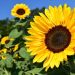 Nigeria’s Cut-Flower Exports Jump 157% in Q2