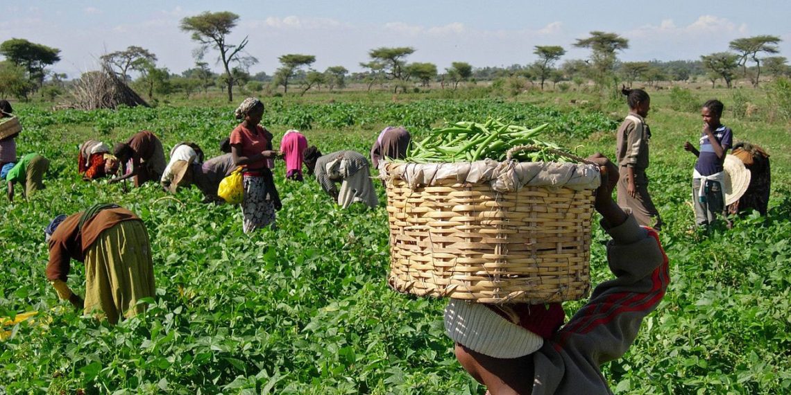 Nigeria’s Lost Agricultural Golden Era