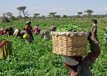 Nigeria’s Lost Agricultural Golden Era