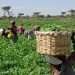 Nigeria’s Lost Agricultural Golden Era