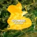 Gombe community gets 1MW solar power after more than 15 years without electricity