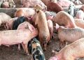 Ogun Pig Farmers Lose ₦5bn to Swine Fever