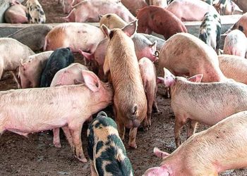 Ogun Pig Farmers Lose ₦5bn to Swine Fever