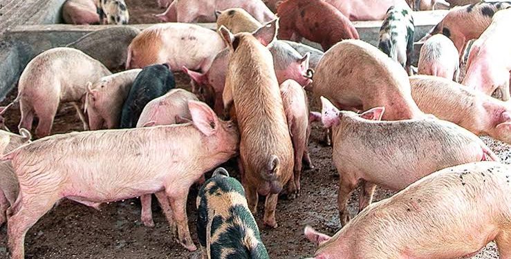 Ogun Pig Farmers Lose ₦5bn to Swine Fever