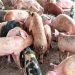 Ogun Pig Farmers Lose ₦5bn to Swine Fever