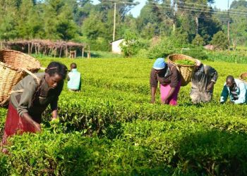 Nigeria’s Agriculture Growth Hits 4.39% as Food Costs Remain a Challenge