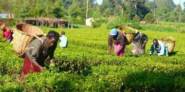 Nigeria’s Agriculture Growth Hits 4.39% as Food Costs Remain a Challenge