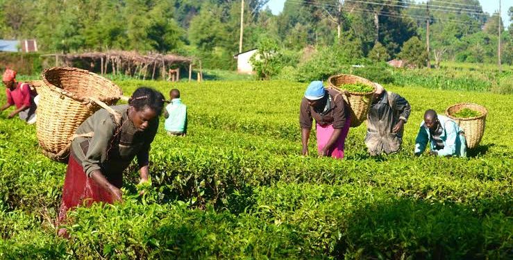 Nigeria’s Agriculture Growth Hits 4.39% as Food Costs Remain a Challenge