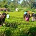 Nigeria’s Agriculture Growth Hits 4.39% as Food Costs Remain a Challenge
