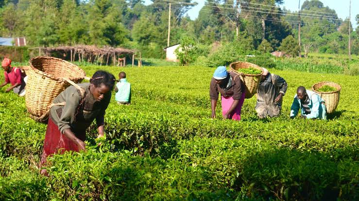 Nigeria’s Agriculture Growth Hits 4.39% as Food Costs Remain a Challenge