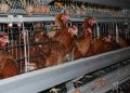 Poultry Farmers Seek Urgent Government Action as Feed Costs Threaten Production