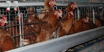 Poultry Farmers Seek Urgent Government Action as Feed Costs Threaten Production