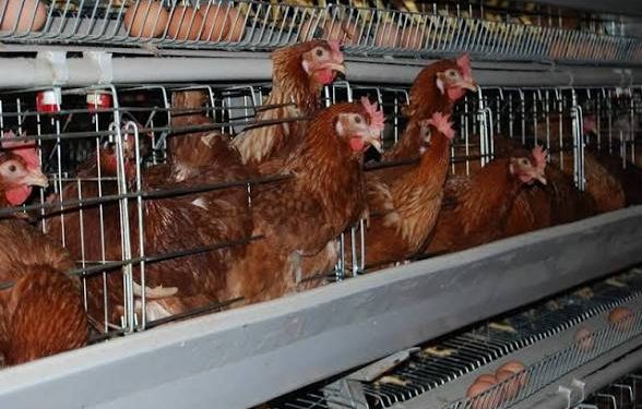 Poultry Farmers Seek Urgent Government Action as Feed Costs Threaten Production