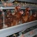Poultry Farmers Seek Urgent Government Action as Feed Costs Threaten Production