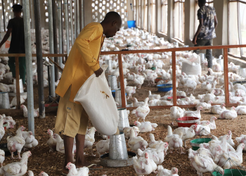 Poultry Farmers Face Rising Costs as Feed Takes 75% of Production Expenses