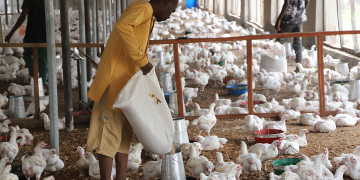 Poultry Farmers Face Rising Costs as Feed Takes 75% of Production Expenses