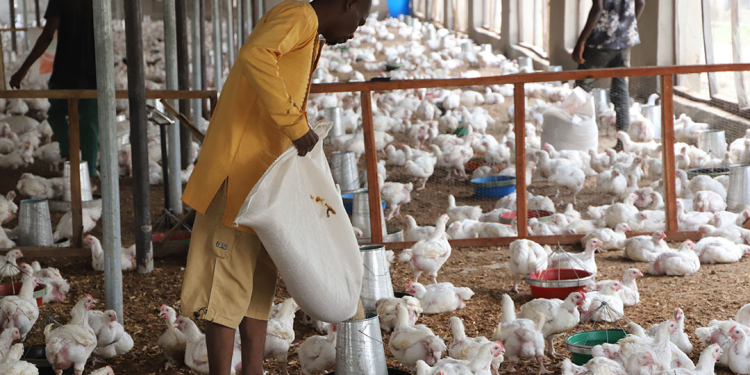 Poultry Farmers Face Rising Costs as Feed Takes 75% of Production Expenses
